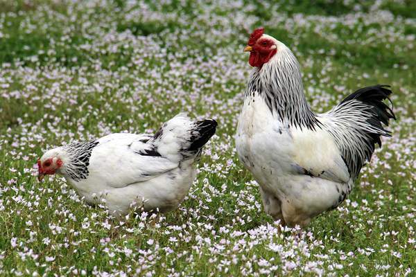 بهترین مرغ تخمگذار جهان - سپید طیور